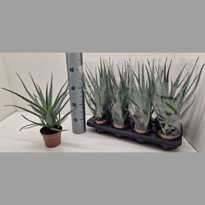 ALOE ARBORESCENS