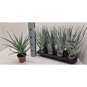 ALOE ARBORESCENS