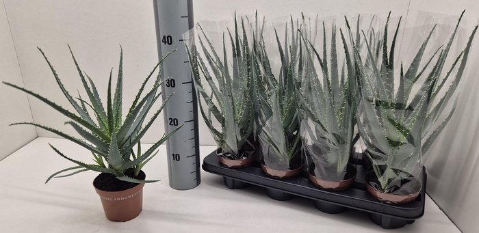 <h4>ALOE ARBORESCENS</h4>