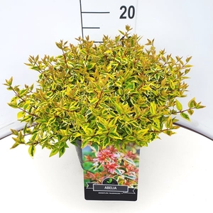 Abelia grandifl. 'Sparkling Silver' C10