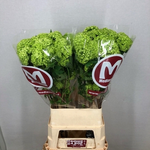 Viburnum L.100 4+flowers