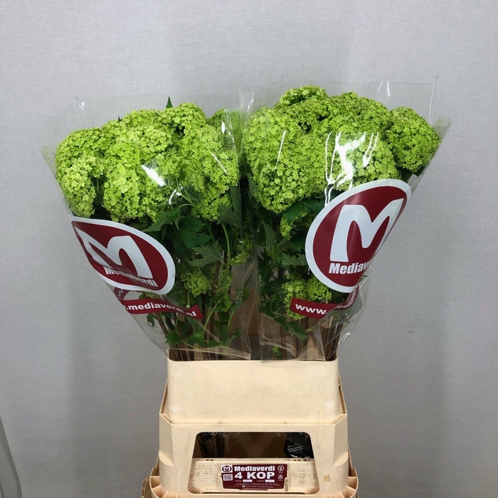 <h4>Viburnum Greenhouse 4 Kop Mediaverdi</h4>