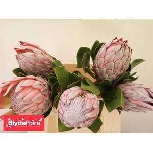 PROTEA CYNAROIDES