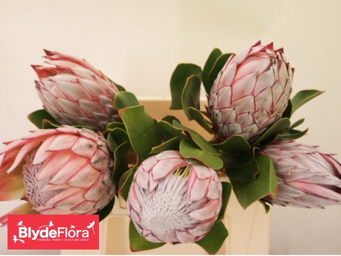 <h4>PROTEA CYNAROIDES</h4>