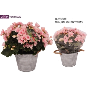 Begonia ''Betulia Light'' Outdoor in Zink Sierpot