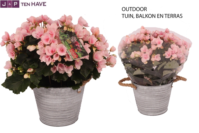 Begonia ''Betulia Light'' Outdoor in Zink Sierpot