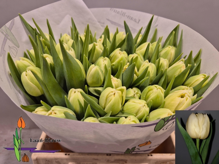 <h4>TU DU VERONA</h4>