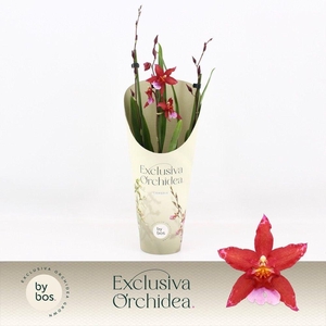 Cambria, Crimson Star 3-spike 'Exclusiva Orchidea' Potcover