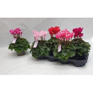 .Cyclamen persicum midi super serie macro