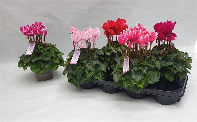<h4>.Cyclamen persicum midi super serie macro</h4>