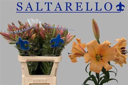 <h4>Li Ot Saltarello 5+</h4>