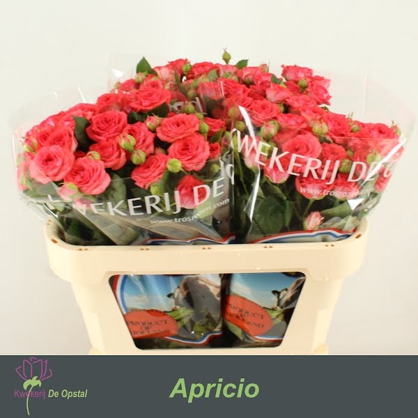 <h4>R Tr Apricio Opstal</h4>