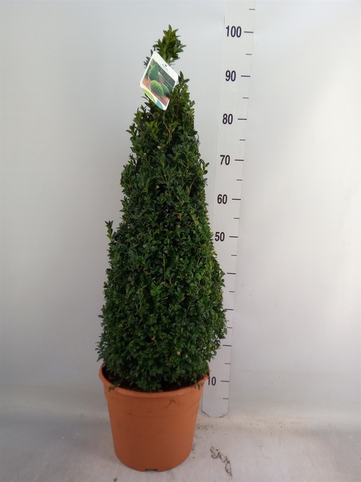 <h4>Buxus semp.   ...</h4>