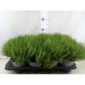 Thymus vulgaris