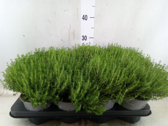 <h4>Thymus vulgaris</h4>