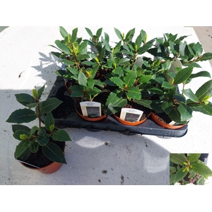 Laurus nobilis overig.