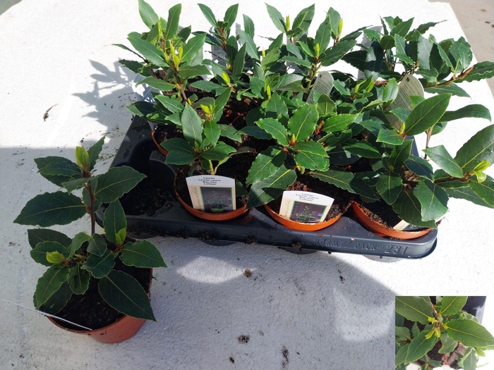 <h4>Laurus nobilis overig.</h4>