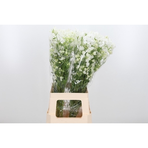 Delph En M Sil White