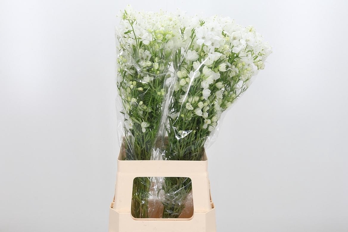 <h4>Delph En M Sil White</h4>