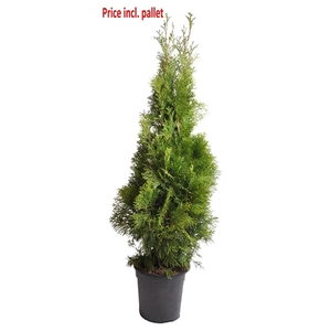 Thuja occ. Smaragd, plantmaat 100-120 cm - Rondgestoken - PALLET