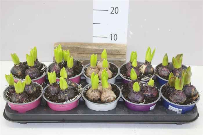<h4>Hyacinthus Gemengd 3pp Colourpot</h4>