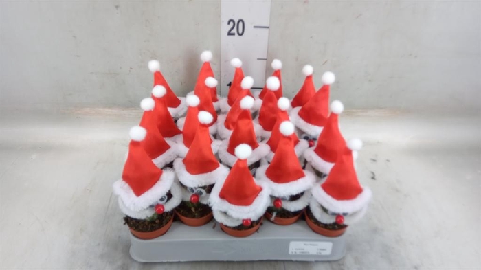 <h4>Cactus   ...decorated</h4>