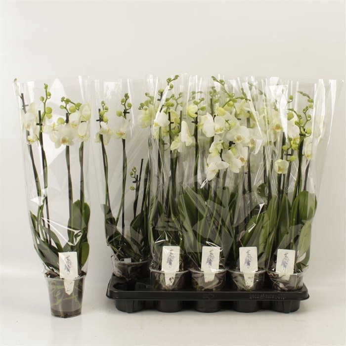 <h4>PHAL OV WIT</h4>