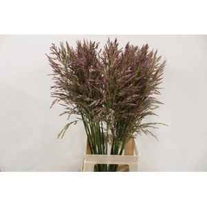 SIERGRASS PANIC UMBRELLA X50