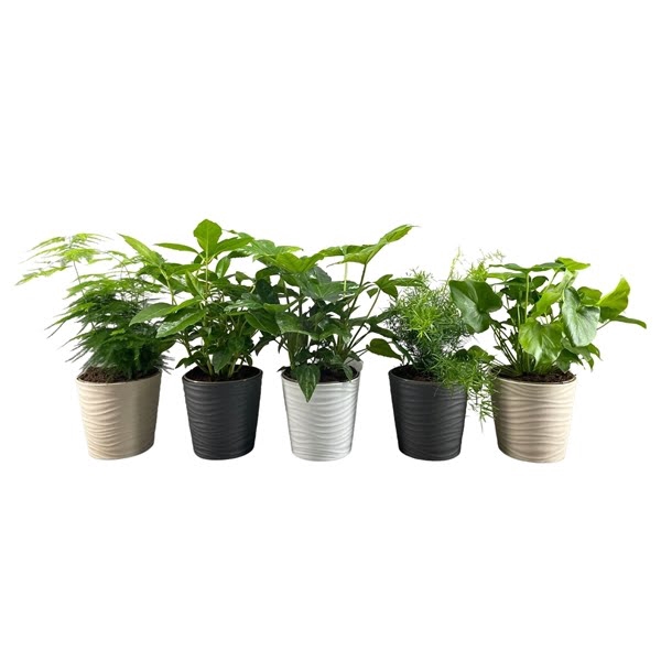 <h4>Groene planten mix in keramiek</h4>