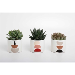 succulenten mix in Maan keramiek