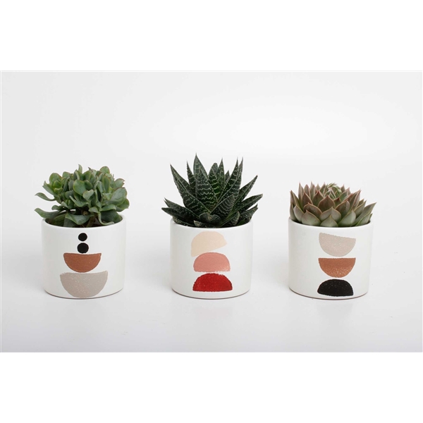 <h4>succulenten mix in Maan keramiek</h4>