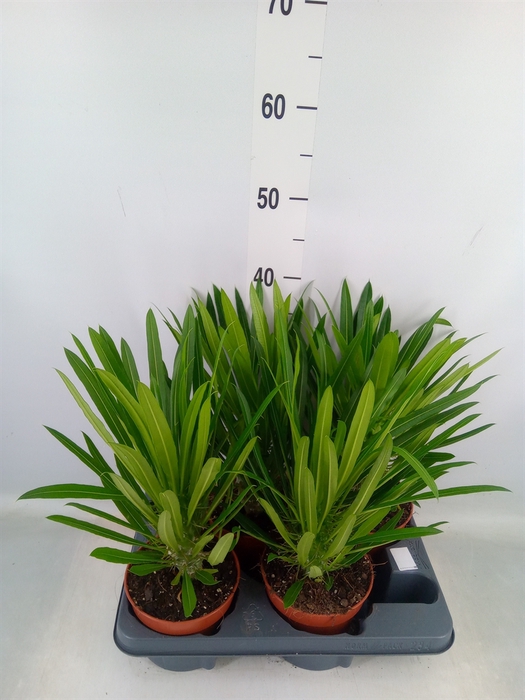 <h4>Pachypodium lamerei</h4>