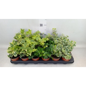 Hedera helix   ...mix 3