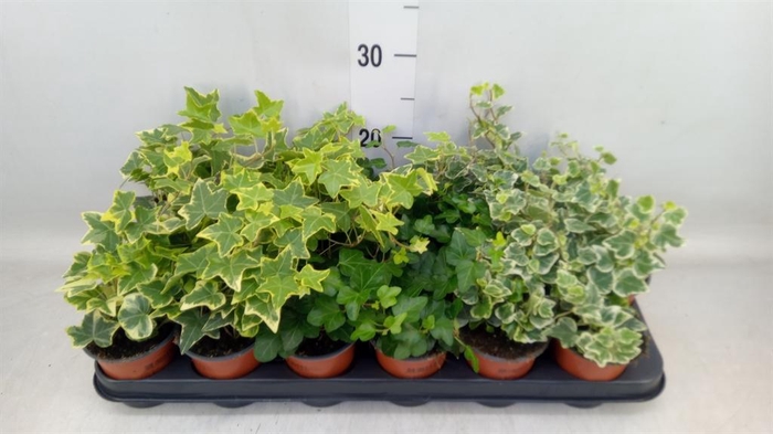 <h4>Hedera helix   ...mix 3</h4>