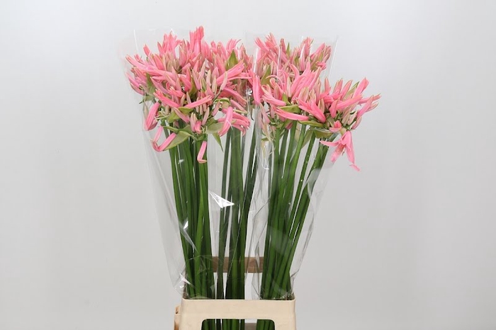 Nerine Casandra