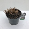 Miscanthus 'Flamingo' (10ltr)