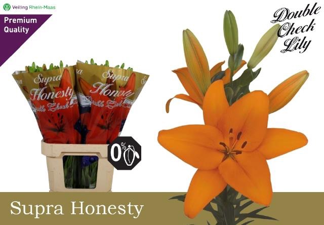 <h4>LI LA HONESTY</h4>