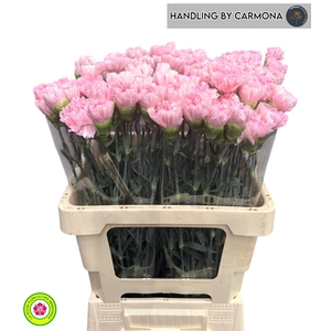 DI ST PINK BIZET