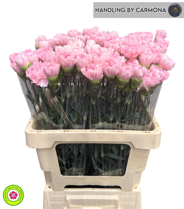 <h4>DI ST PINK BIZET</h4>