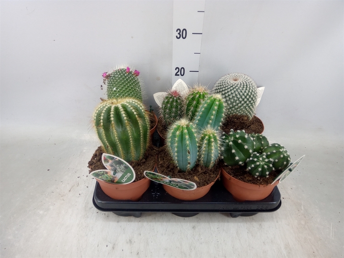 <h4>Cactus   ...mix</h4>