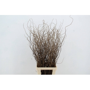 SALIX TORTUOSA