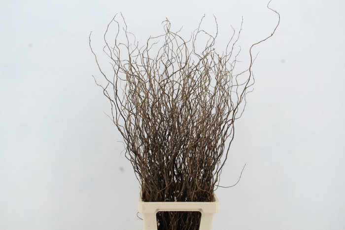<h4>SALIX TORTUOSA</h4>
