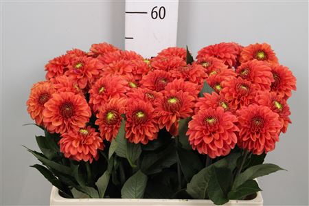 <h4>Dahl Orange Fox</h4>