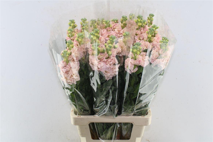 <h4>Matth Iron Apricot</h4>