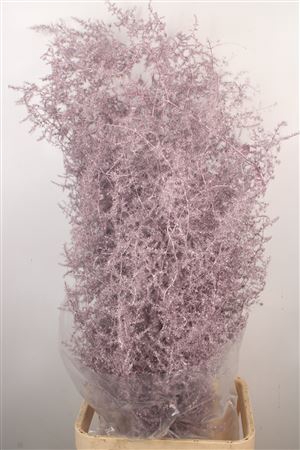 <h4>Asparagus Salv. Metal Purple</h4>