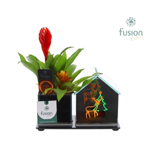 Glazen Huis LED planter met Bromelia