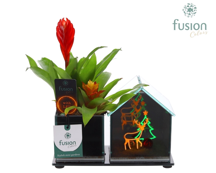 <h4>Glazen Huis LED planter met Bromelia</h4>
