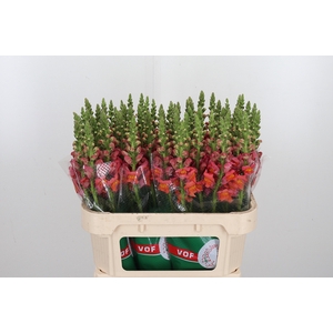 Antirrhinum Po D. Orange