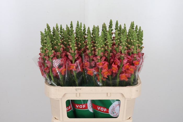 <h4>Antirrhinum Po D. Orange</h4>