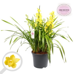 Cymbidium geel 10+tak getoufd